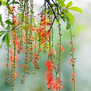 Hạt Giống Cây Lộc Vừng Hoa Đỏ (Gói 5 Hạt) -[ Mua 5 tặng 1 cùng loại - Hoa đẹp, Thơm ngát]