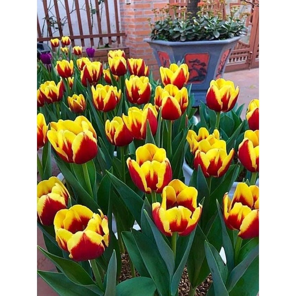 Hoa Tulip Hà Lan đẹp trồng Tết , đã xử lí nấm mốc, củ hoa xuất đi đã có mầm.