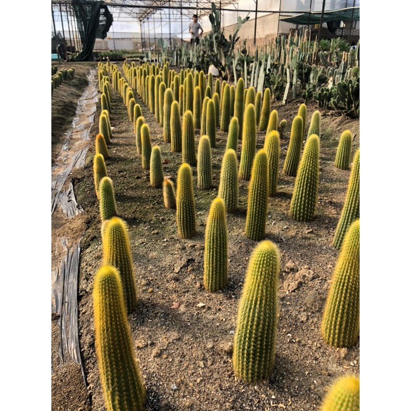 Xương rồng trụ gai vàng size lớn 25cm -35cm