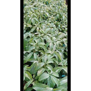 CÂY GIỐNG BƠ SÁP LÙN THANH SƠN