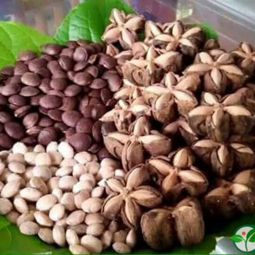 hạt sachi tuyển chọn ( chuyên cây giống )