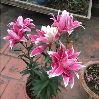 Củ ly kép, ly cao thơm Hà Lan