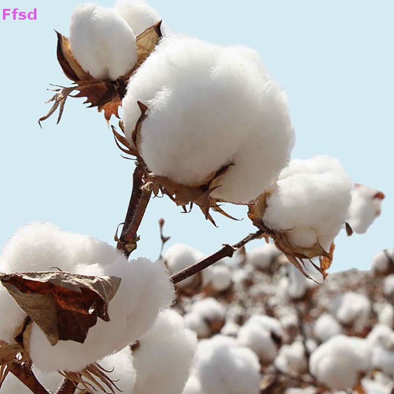 Bộ 100 Cuộn Vải Gạc Cotton Mềm Thấm Hút Cao {Ffsd}