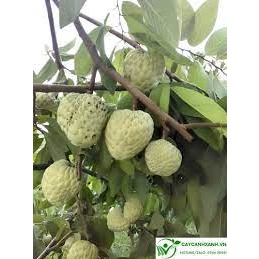 CÂY GIỐNG NA THÁI QUẢ SIÊU TO