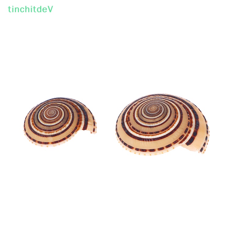 Bộ 5 Hạt Xâu Chuỗi Vỏ Sò Tự Nhiên 20-40mm