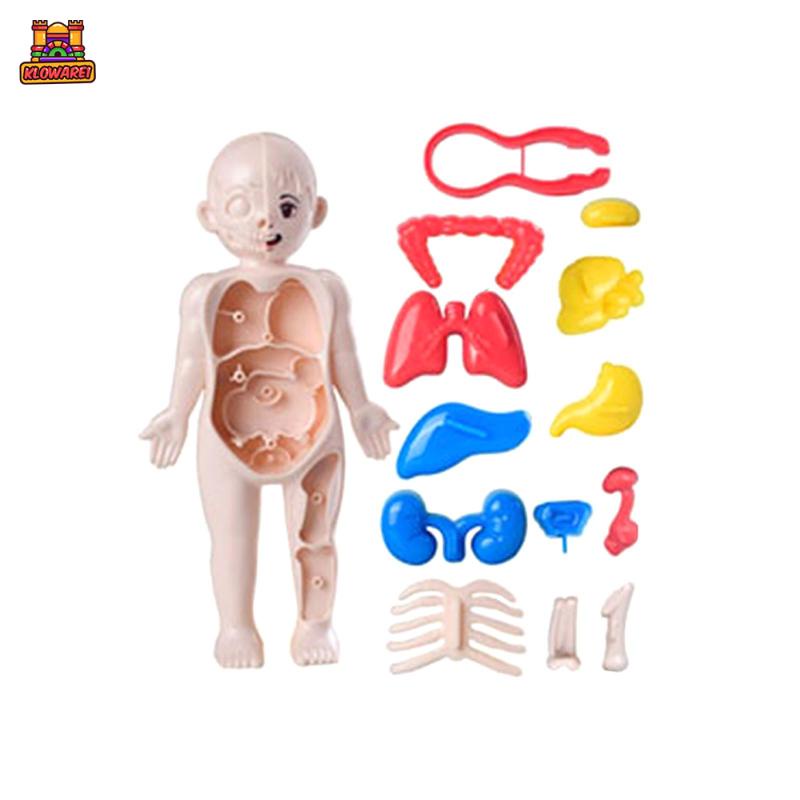 Predolo 1 Bộ Đồ Chơi Giáo Dục Cơ Thể Người Dành Cho Trẻ Mẫu Giáo