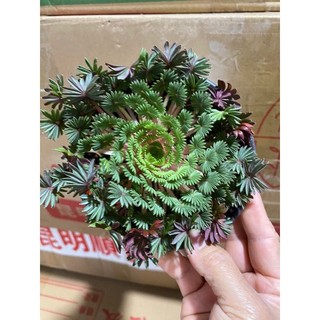 củ giống oxalis cọ  (1 củ)