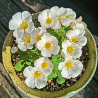 Củ hoa Oxalis Purpurea Alba chuẩn mặt hoa
