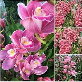 Củ Giống Cây Địa Lan Hồng (Santo -1 củ) [Dễ trồng, Siêu đẹp]