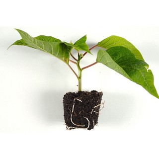 Cây giống hoa trạng nguyên(mua 5 tặng 1)