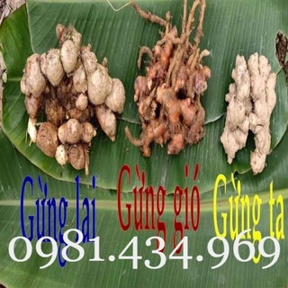 Gừng gió 01kg mới