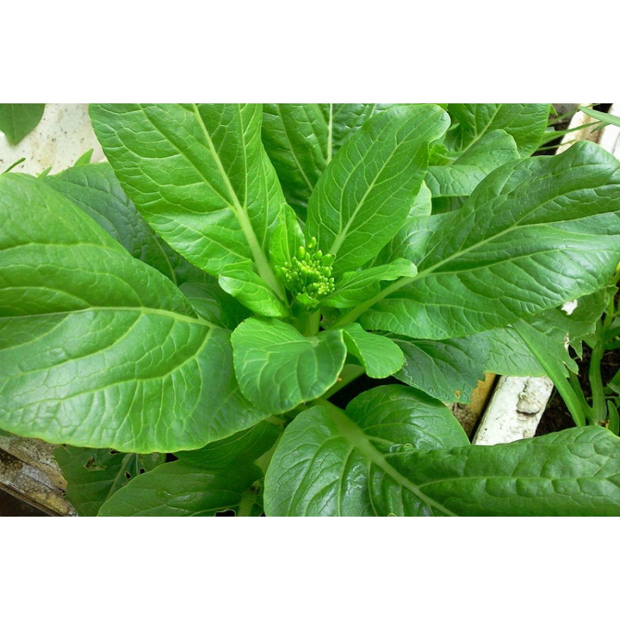 Hạt giống cải ngồng HN19 - gói 20 gam