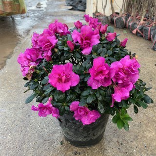 Cây Đỗ Quyên sắp có hoa