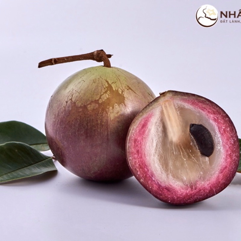 Cây vú sữa tím quả to siêu ngon ngọt mùi thơm hấp dẫn