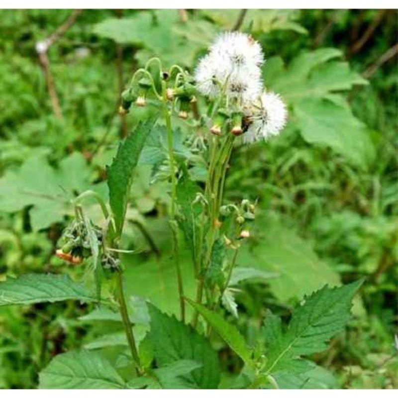 Cây tàu bay  khô 500g