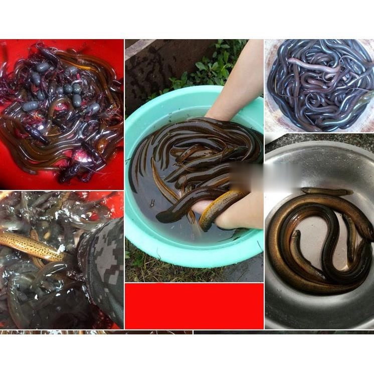 Trúm Lươn Loại 2 đầu 37cm x 13cm - Đặt Là Dính 2023  - Đồ Câu SIMANO