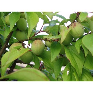 Cây Mơ Xanh, giống mơ rừng chua ăn quả vùng tây bắc- cây giống
