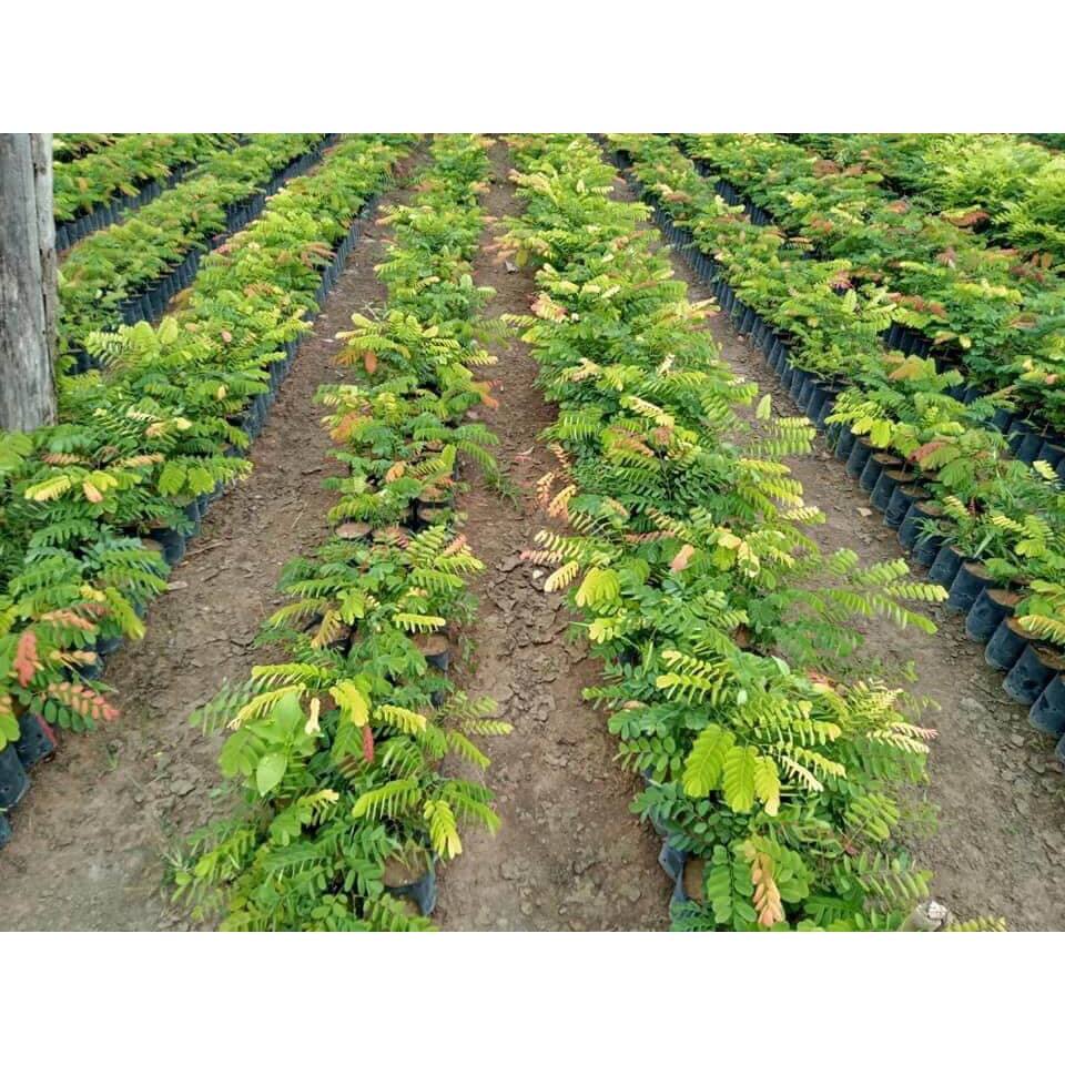 CÂY GIỐNG GIỐNG CẨM LAI rừng. (GHN Express)