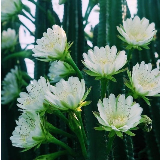 Cây Xương Rồng Trụ Pillar Cactus 10-60cm Trang Trí Sân Vườn Siêu Đẹp.