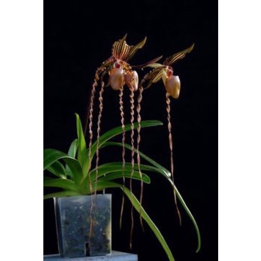 Hoa lan hài râu Chơi tết