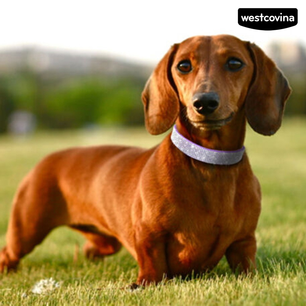 [COD]♞Vòng Cổ BằNg Da MềM MạI Cho Thú Cưng