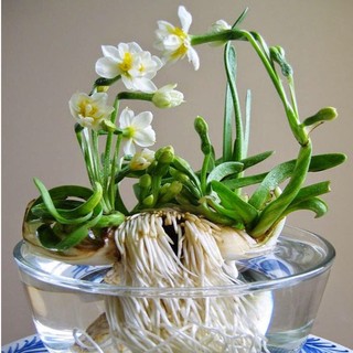 Củ hoa thủy tiên nước