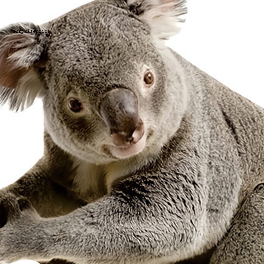 Sticker PVC Dán Tường / Cửa Sổ In Hình Gấu Koala Graffiti Chống Nước Trang Trí Phòng Bé