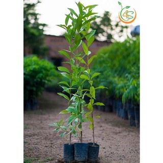 cây lá vối nếp giống