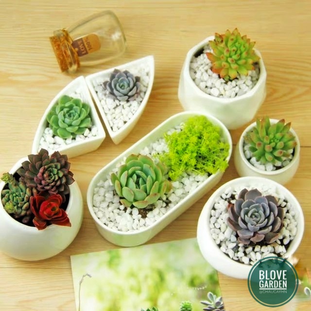 Sỏi trắng, Sỏi Vàng , rải mặt Trang Trí Sen Đá, Sân Vườn/ Chậu Cây, DYI, Terrarium