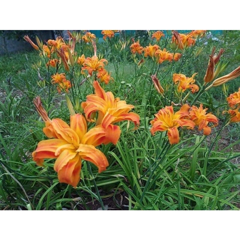 Củ hoa hiên sỉ 4k(set 5 củ)