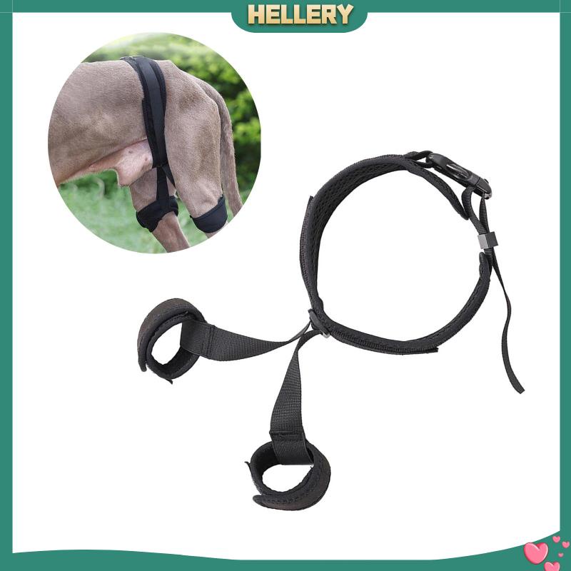 Đai Đeo Hông Hỗ Trợ Cho Thú Cưng Tiện Dụng