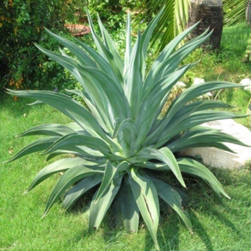 Cây dứa cảnh nam mỹ