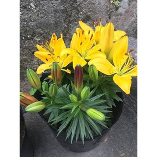 Củ ly lùn thơm mix đủ màu - mã: 10 (tặng kèm hạt hoa)