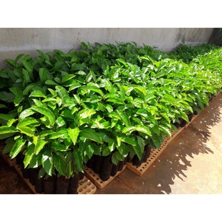 Cây giống Chanh LEO TÍM Thái Lan [ 3 tháng THU HOẠCH, CÂY KHỎE ĐẸP NHƯ HÌNH  ] [ rẻ hơn HOÀN TIỀN ]