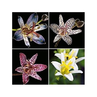 Hoa địa lan luxia (1 củ) HOA TẾt
