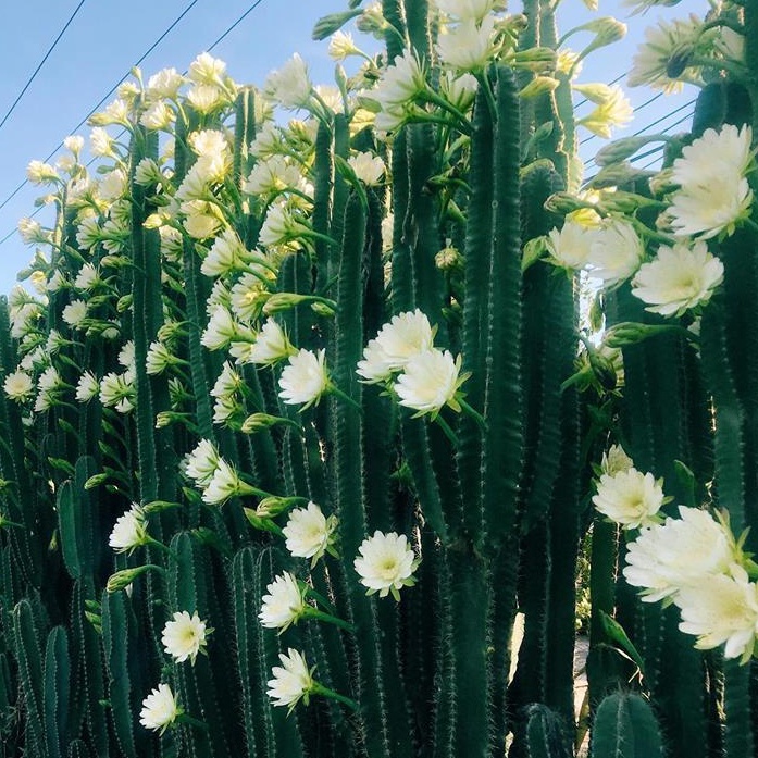 Cây Xương Rồng Trụ Pillar Cactus 10-60cm Trang Trí Sân Vườn Siêu Đẹp.