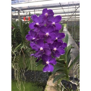 HOA LAN VANDA