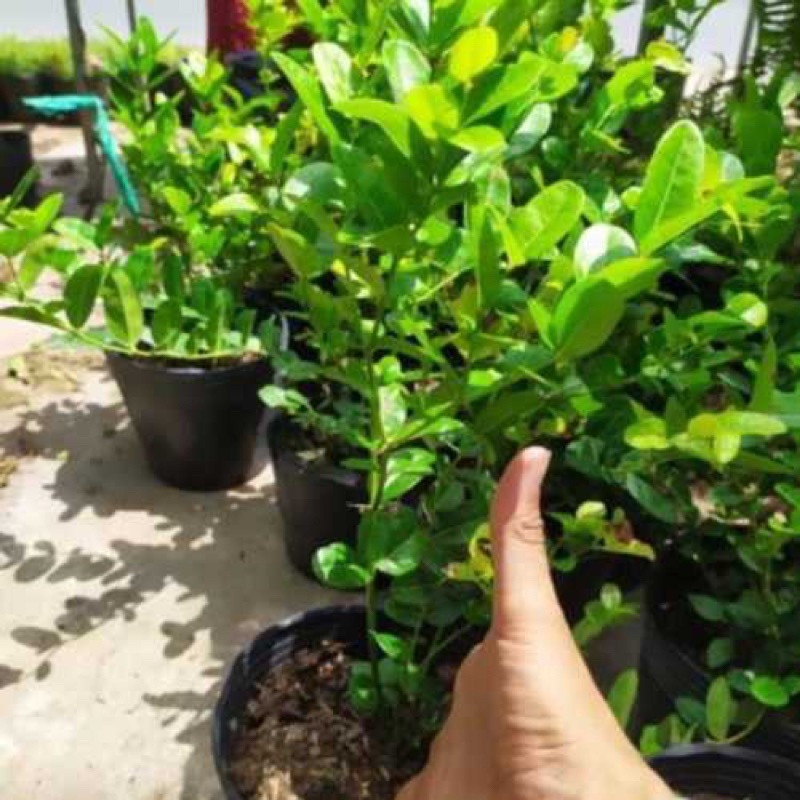 Cây giống siro si rô làm nước uống  - Cây giống Mini, Freeship Extra+