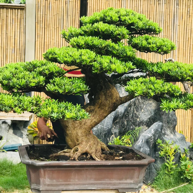 Cây giống Tùng Kim Cương cây trồng chậu C6 cao khoảng 15- 20 cm,cây chơi bonsai cực đẹp