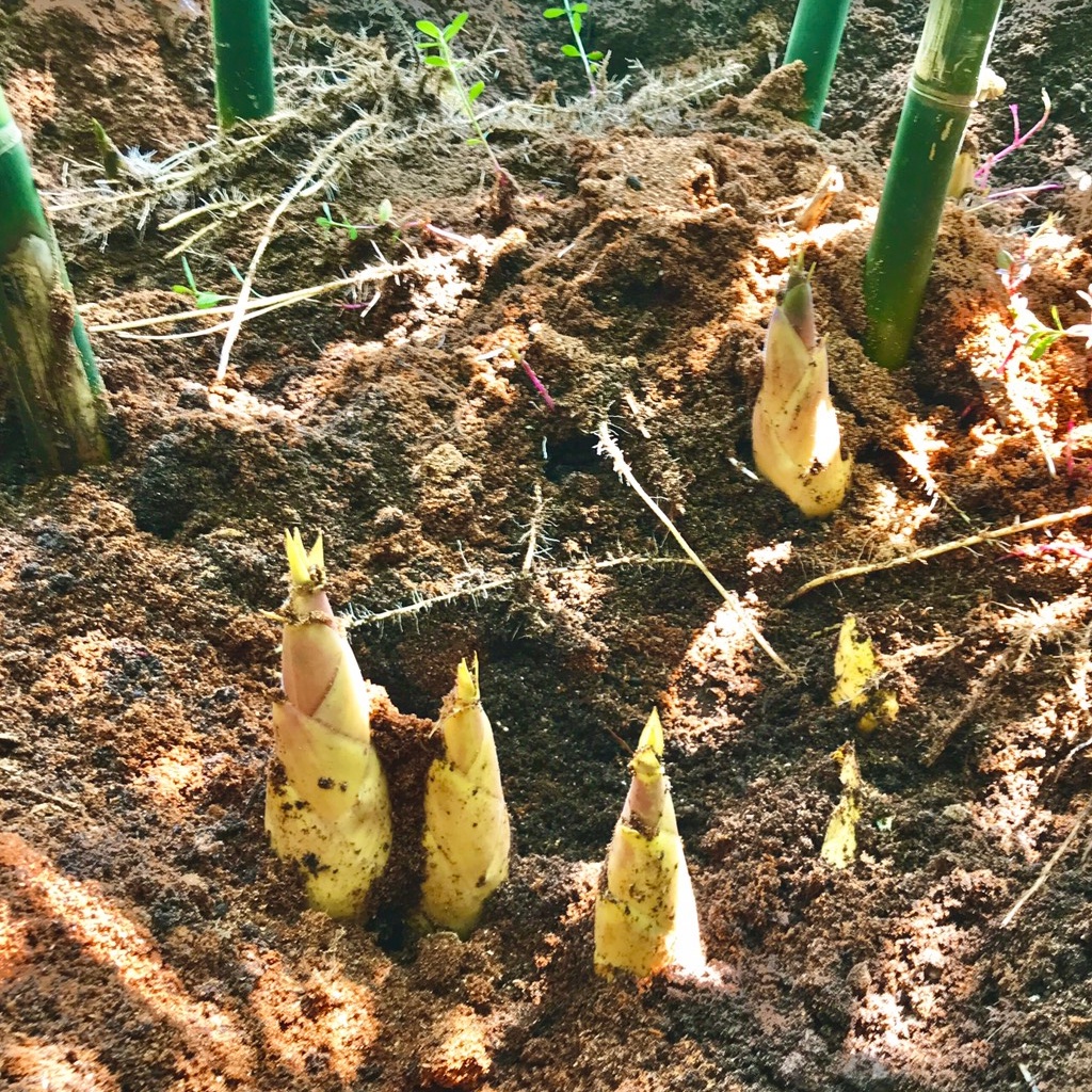 Cây Giống Măng Tre Lục trúc