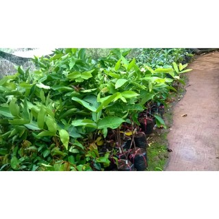 CÂY GIỐNG MẬN ĐÀO ĐÁ SỌC