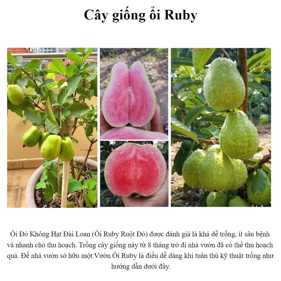 [Nhu_Mai_Garden]Cây Ổi Ruby Ruột Đỏ Không Hạt Cao  - GIống Cây Nhập Khẩu
