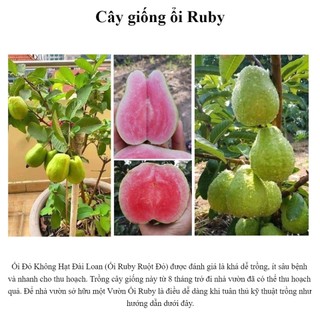 Cây ổi ruby ruột đỏ không hạt cao - giống cây nhập khẩu