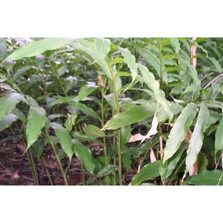 Cây giống cây sa nhân tím lào cai