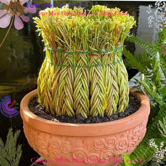 Hoa Mười Giờ Cành Dài Để Làm Tiểu Cảnh Sáng Tạo MiMa market