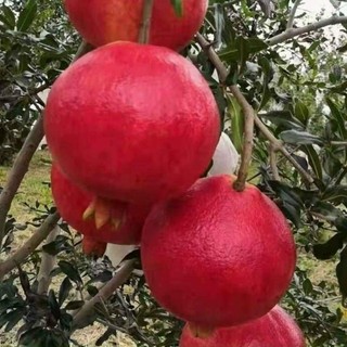 Cây Giống Lựu PeRu ( chuẩn giống) (được kiểm tra hàng có bảo hành)