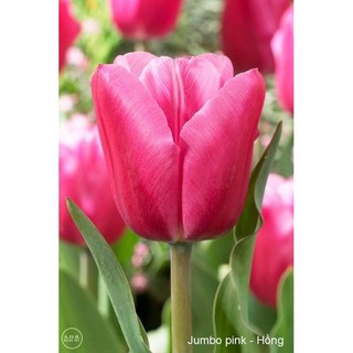 Củ hoa tulip (tuylip) được chọn màu( ra hoa sau 20-25 ngày)