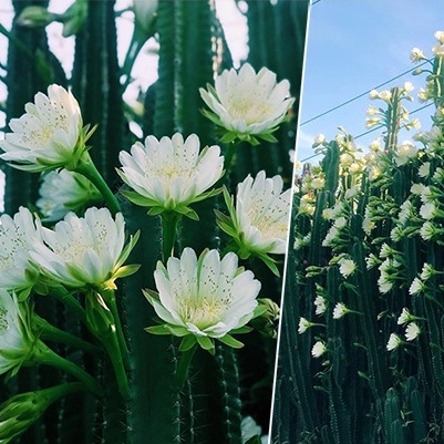 Cây Xương Rồng Trụ Pillar Cactus 10-60cm Trang Trí Sân Vườn Siêu Đẹp.