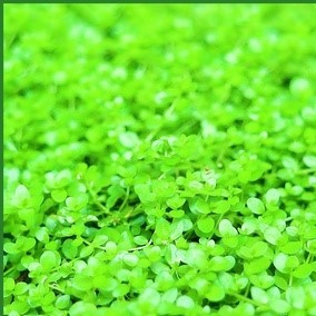 Trân châu ngọc trai - cây thủy sinh trải nền