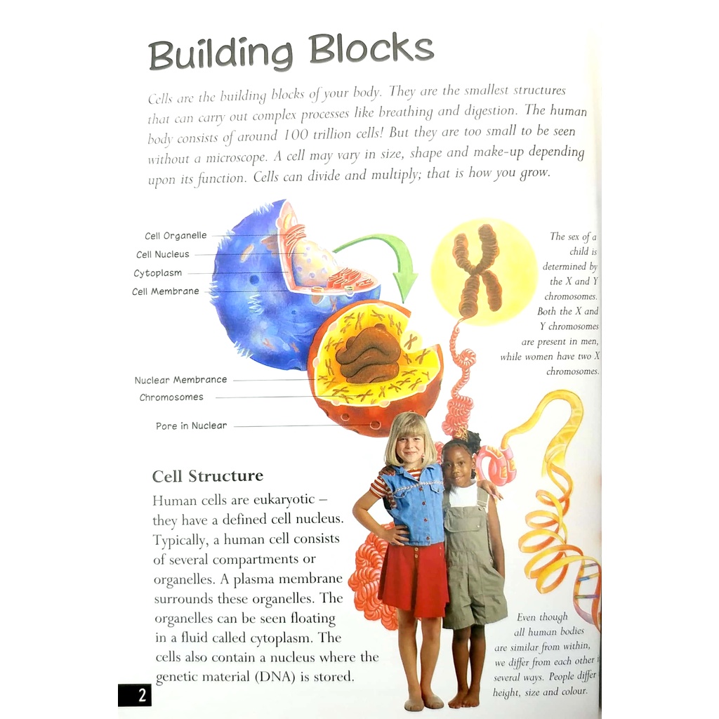 Tin Set - Discover The Human Body